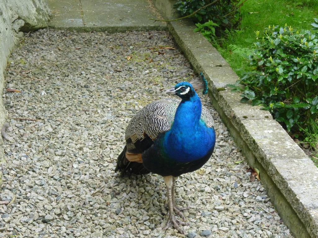 Toadhall Rooms Muchalls Стая снимка